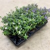 HEBE 12 CM BLUE ZHANA  1X12